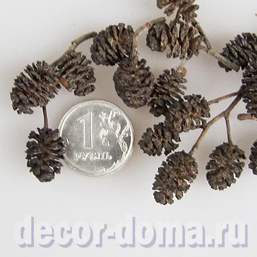Шишки микро, 1-1,5 см, натуральные, 20 шт.