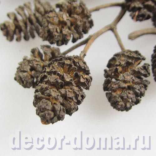 Шишки микро, 1-1,5 см, натуральные, 20 шт.